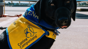 Are Emotional Support Animals Overused?