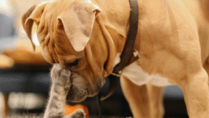 Decoding Pet Body Language