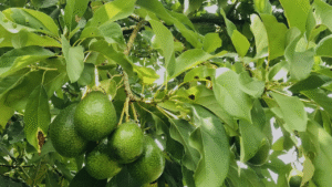 From Farm to Table: The Life of Your Avocado
