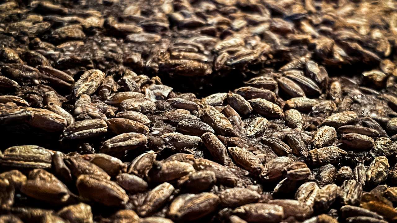 A pile of brown grains scattered on a surface, resembling seeds or nuts, with an outdoorsy background.