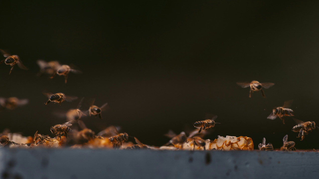 Honey bees swarm around honeycomb on hive edge, some flying, dark background.