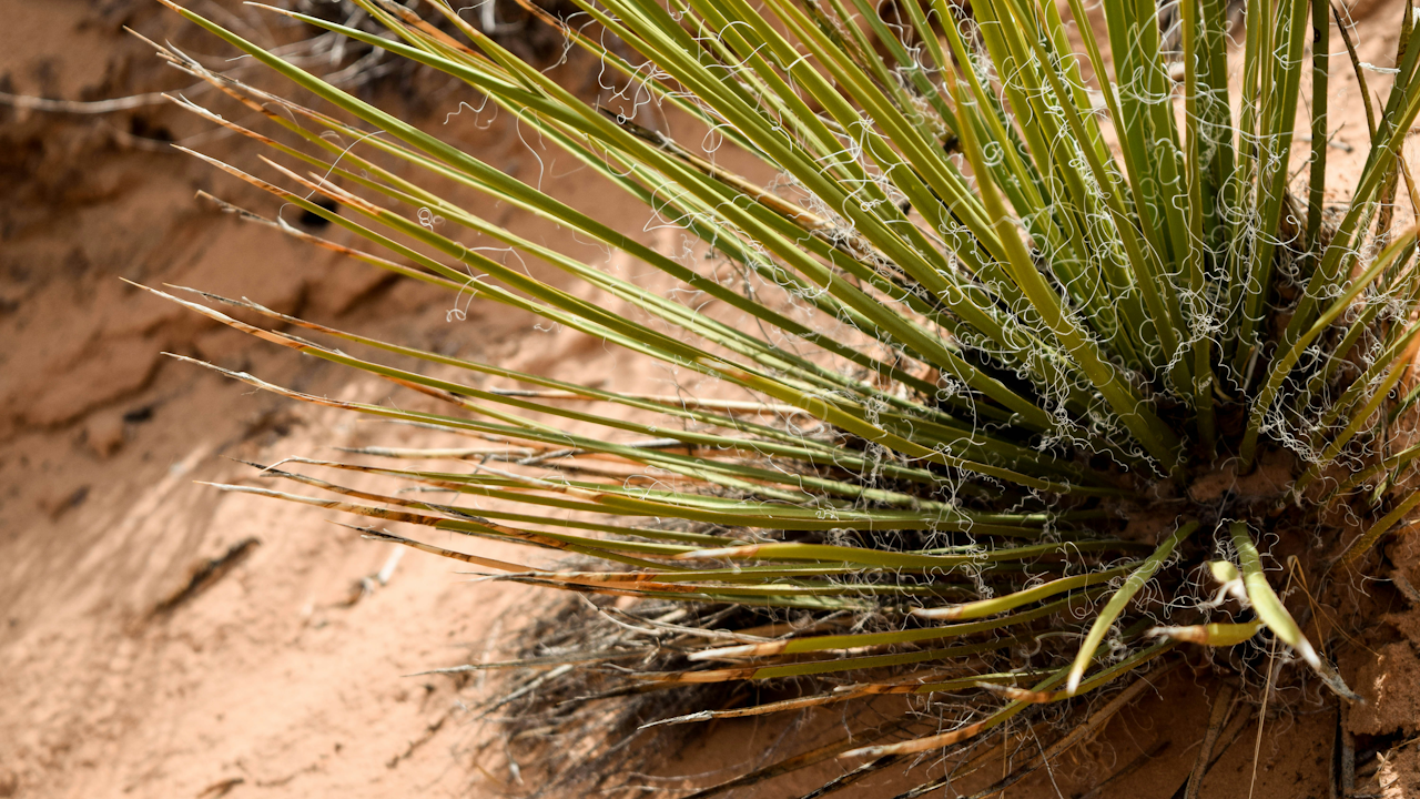 How Plants Adapt to Extreme Environments