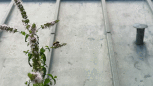 How Plants “Talk” to Each Other