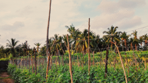 How Sustainable Farming Can Help the Environment