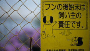 How to Keep Your Pets Safe During Natural Disasters