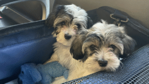 How to Travel the World With a Pet