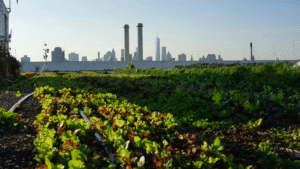 Hyper-Local Food: Rooftop Farms to Plate