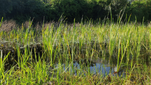 The Importance of Protecting Wetlands