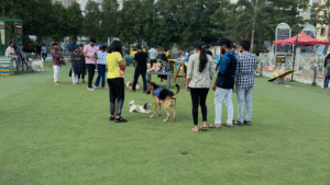 The Most Pet-Friendly Cities in the World Right Now