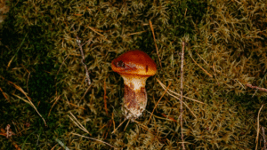 Mushroom Mania: Why Fungi Are Food’s New Star