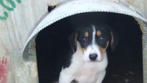 Pet Adoption Surge: Why Shelters Are Emptying