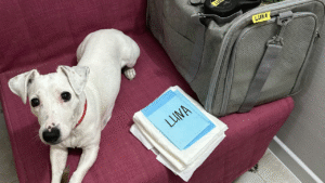 Pet Aging: What to Expect as They Grow Older