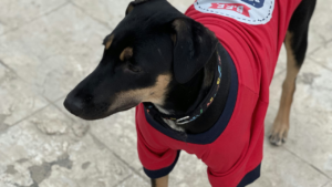 Pet Insurance: Protecting Your Furry Friends