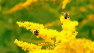 The Role of Bees in Environmental Health