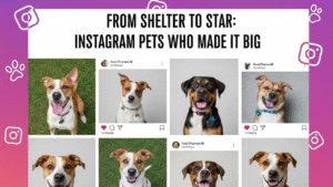 From Shelter to Star: Instagram Pets Who Made It Big