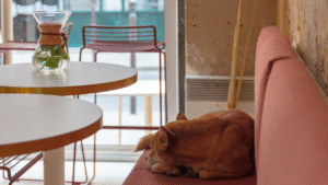 The Rise of Pet Cafés and Animal Therapy Spaces