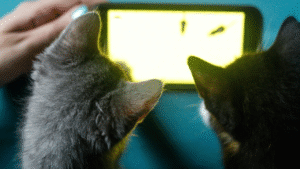 The Science Behind Pet Emotions