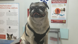 The Truth About Pet Insurance: Worth It or Nah?