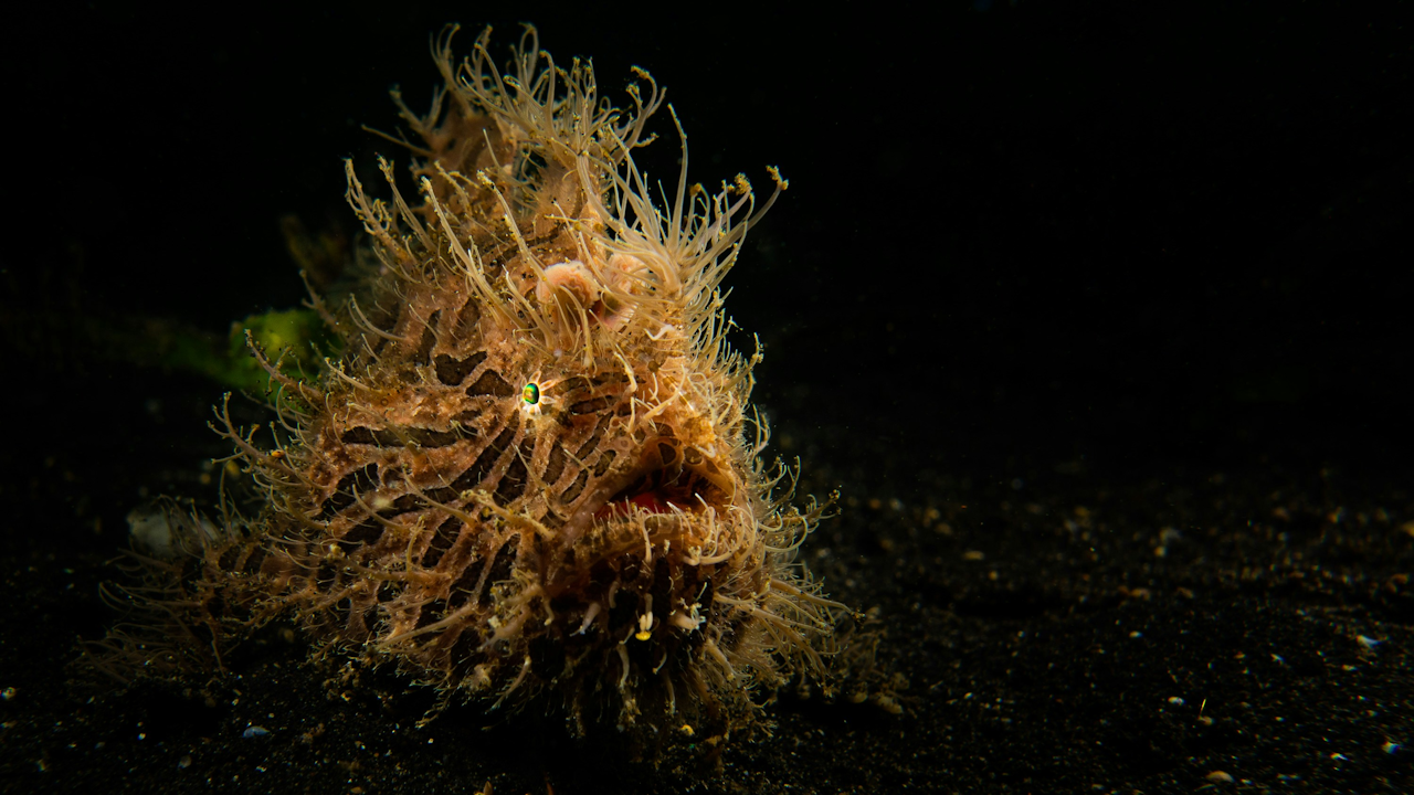 A macro photograph of a hairy frogfish (Antennarius striatus). The fish is a mottled brown and tan color with numerous irregular, hair-like spines covering its body. Its distinctive lure is visible just above its eye. The fish is sitting on a dark, sandy seabed in the foreground, with the background completely black.