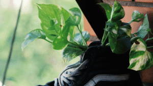 Turning Old Sneakers Into Funky Planters