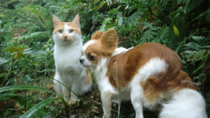 Unusual Pets That Make Surprisingly Great Companions