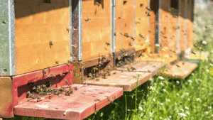 Urban Beekeeping: Saving Pollinators at Home
