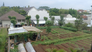 Urban Gardening: Growing Food at Home